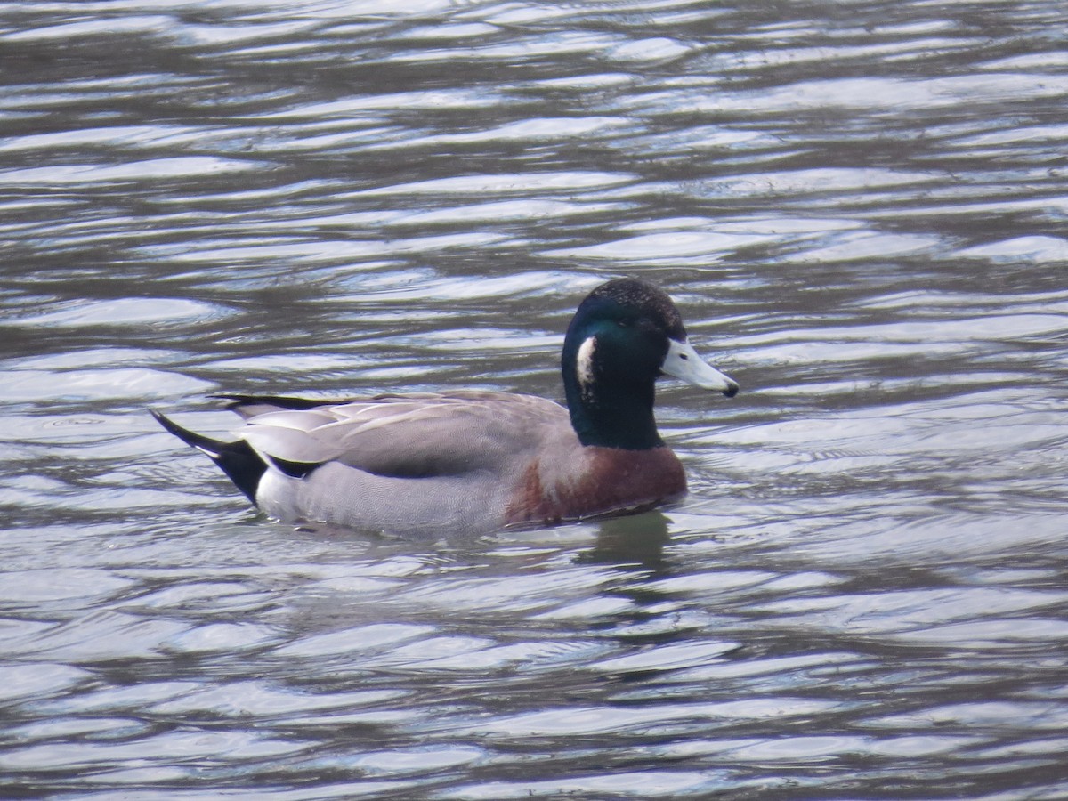 Hybride Canard d'Amérique x C. colvert - ML455411181