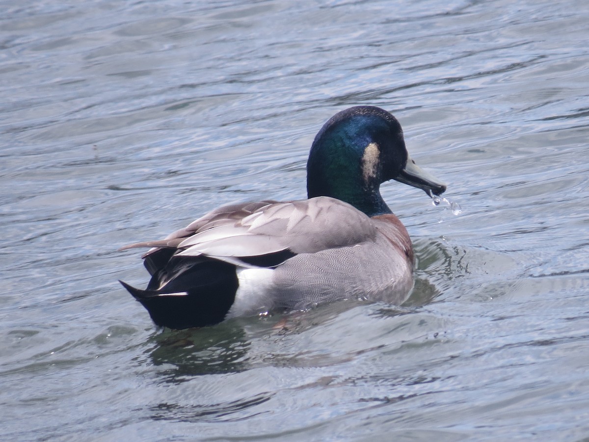 Hybride Canard d'Amérique x C. colvert - ML455411331