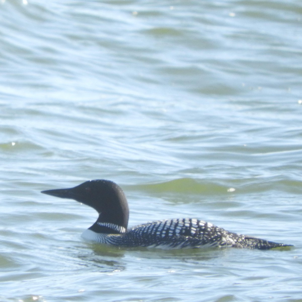 Common Loon - ML455411951