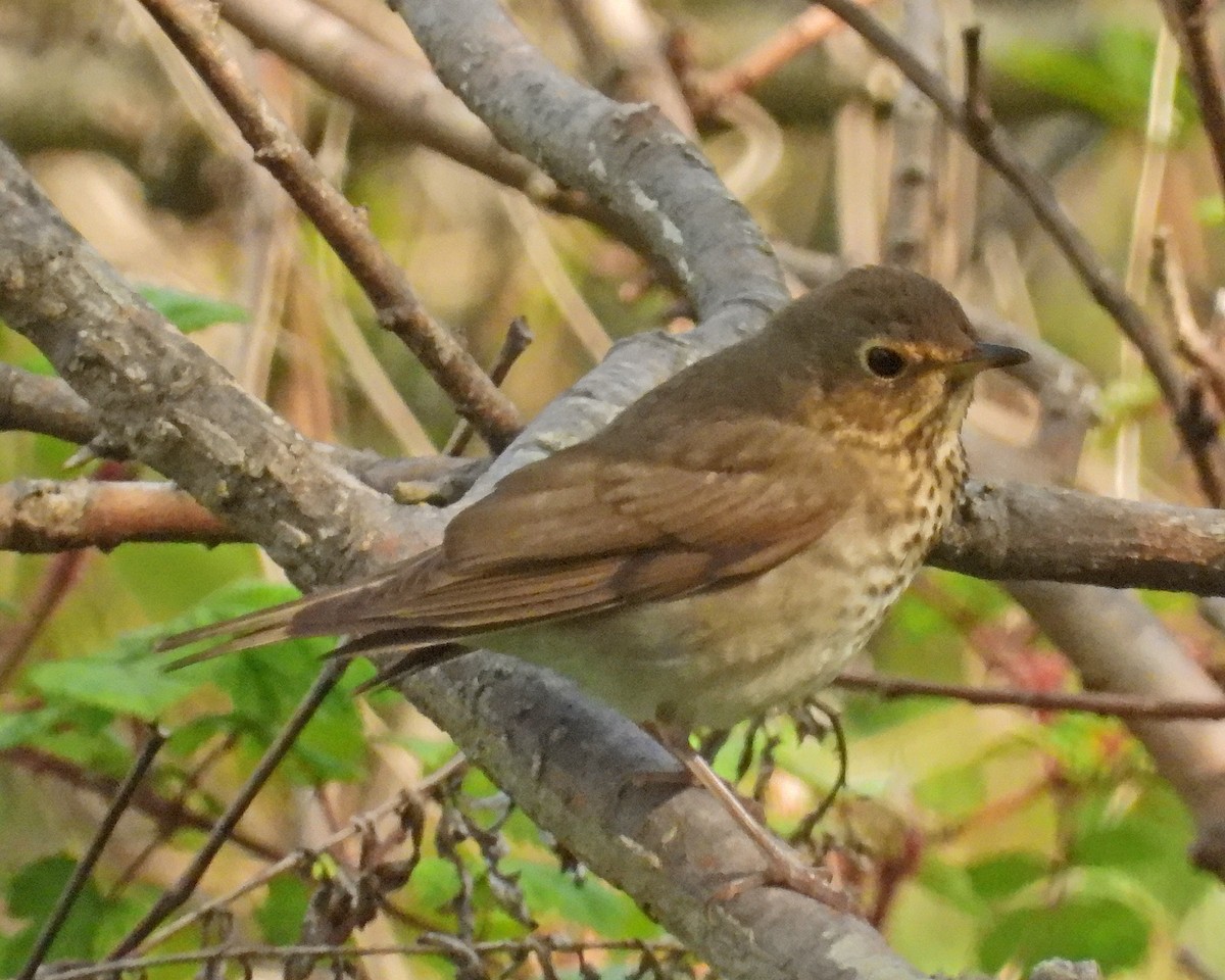 Swainson's Thrush - ML455412011