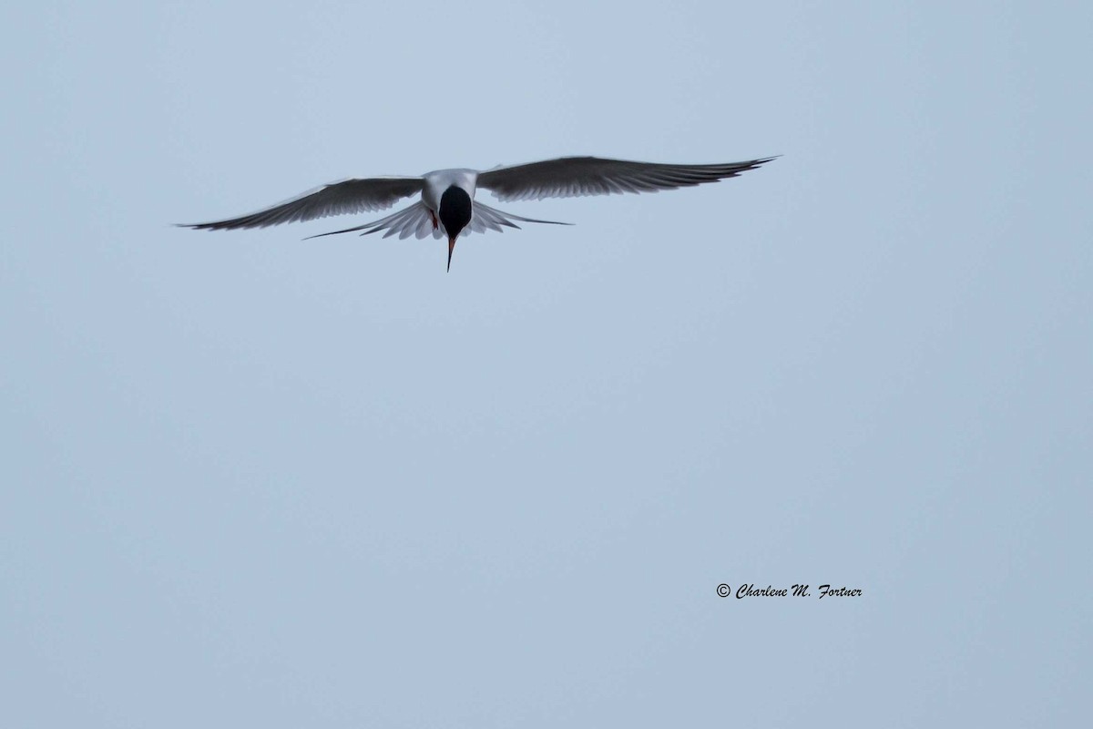 Forster's Tern - Charlene Fortner