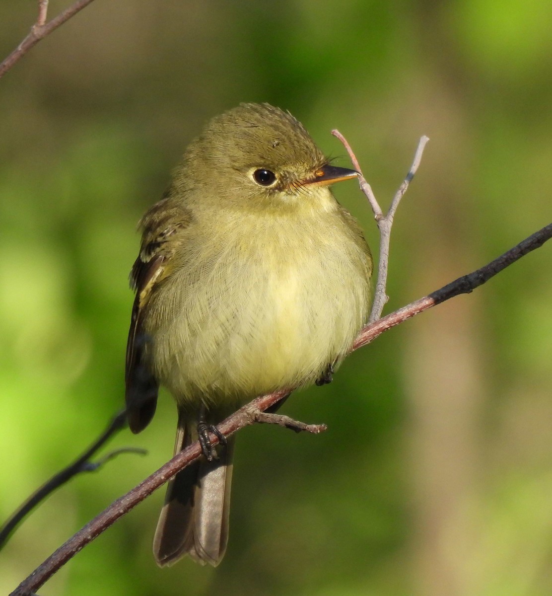 Yellow-bellied Flycatcher - ML455412411