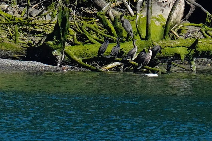 Common Merganser - Daniel Knapp