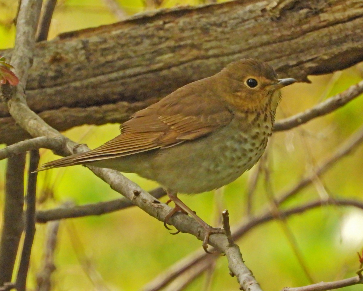 Swainson's Thrush - ML455412981