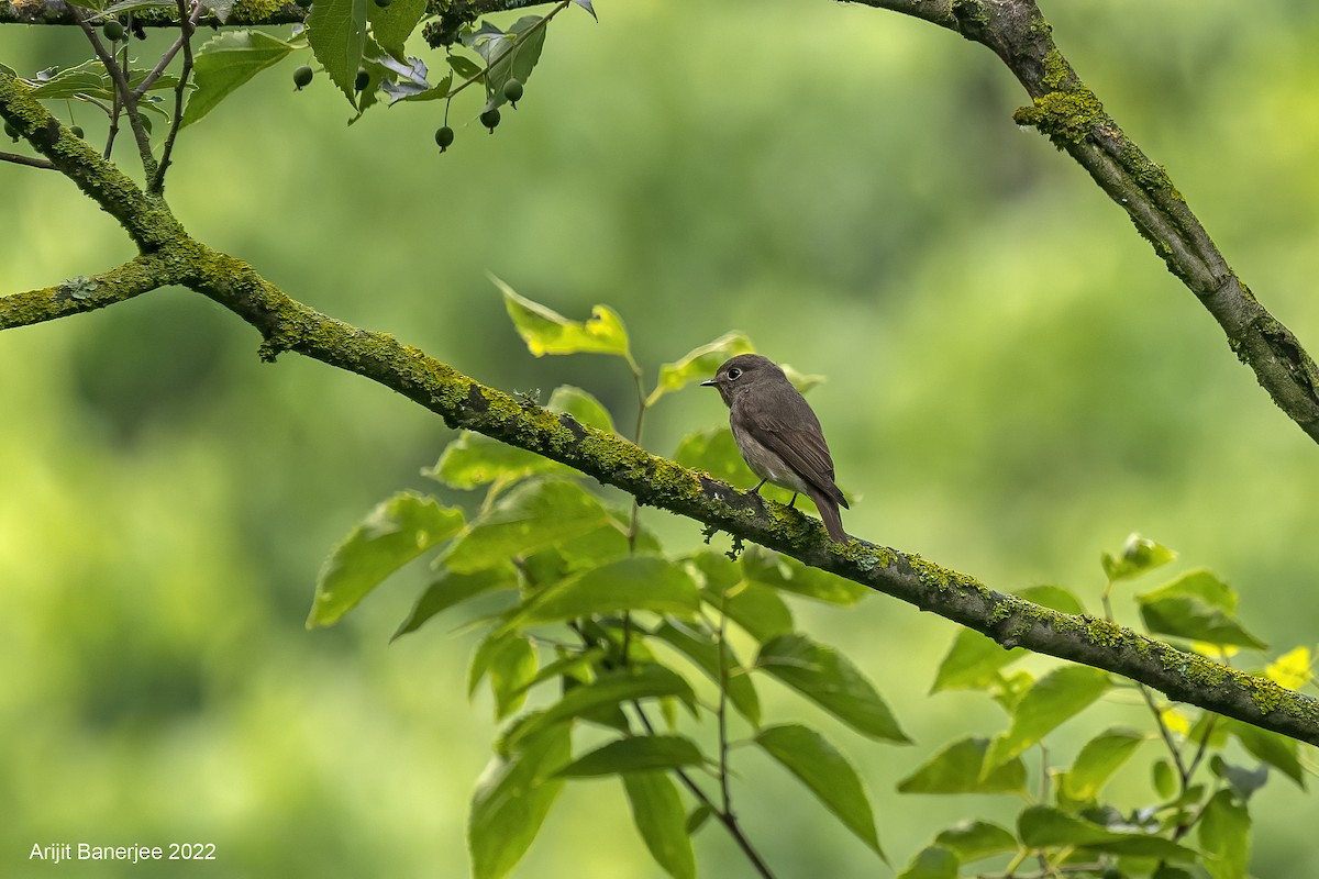 Dark-sided Flycatcher - ML455413311