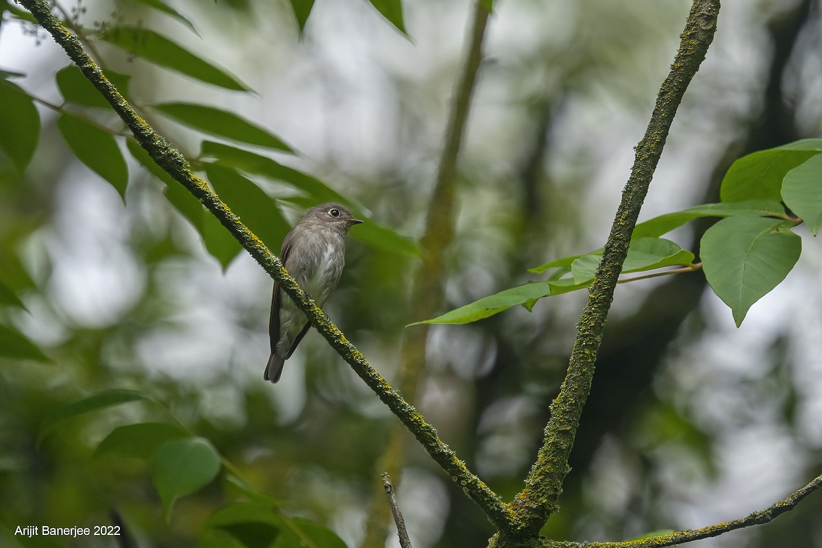 Dark-sided Flycatcher - ML455413331