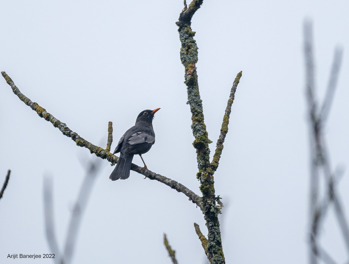 Gray-winged Blackbird - ML455413481