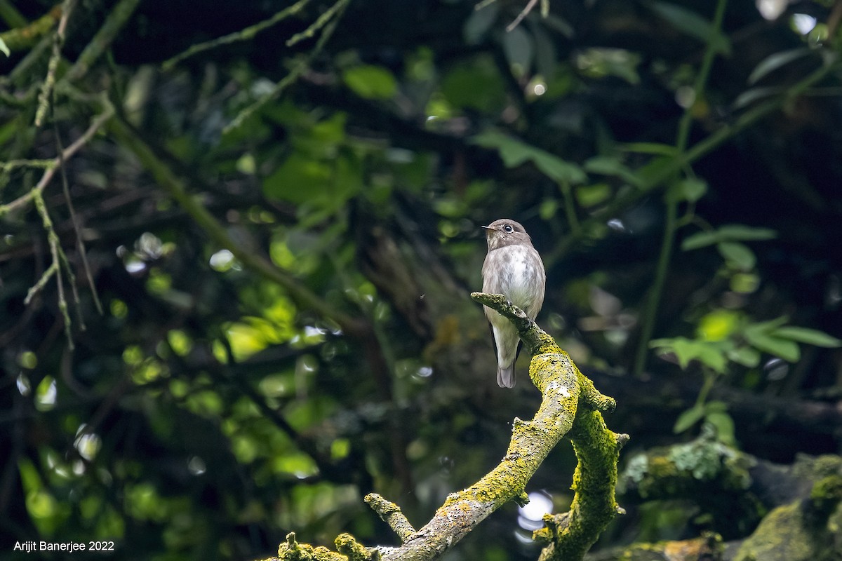 Dark-sided Flycatcher - ML455413491