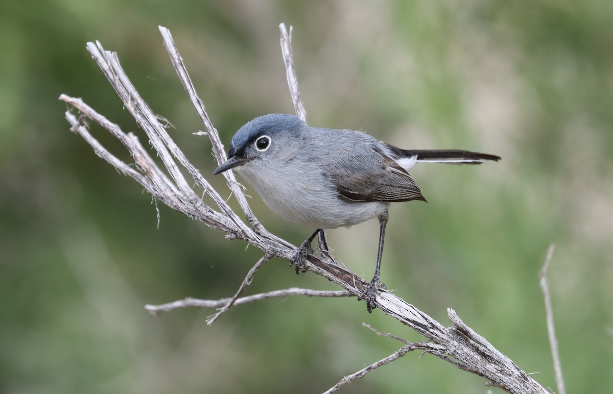 Blue-gray Gnatcatcher - ML455413591