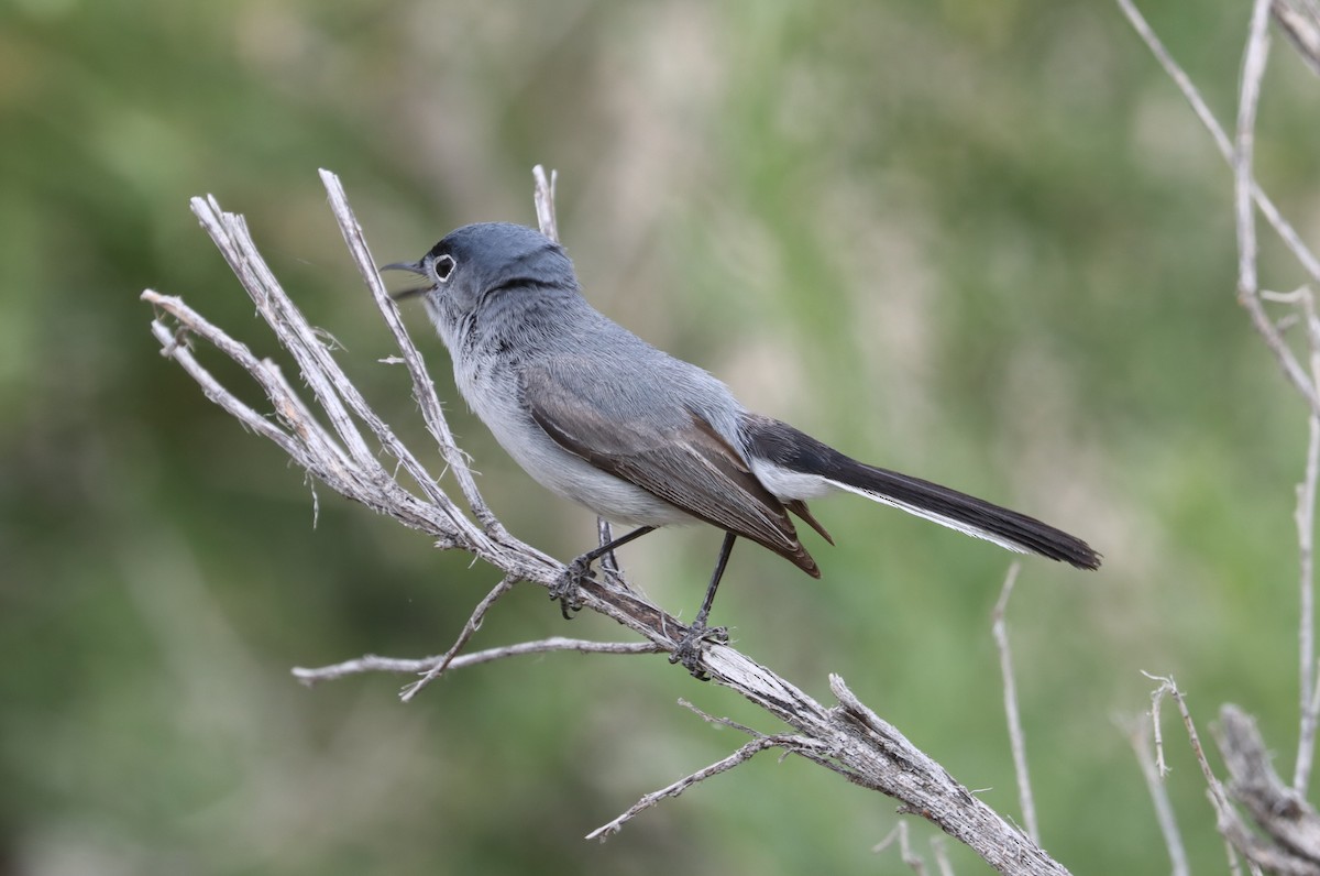 Blue-gray Gnatcatcher - ML455413731