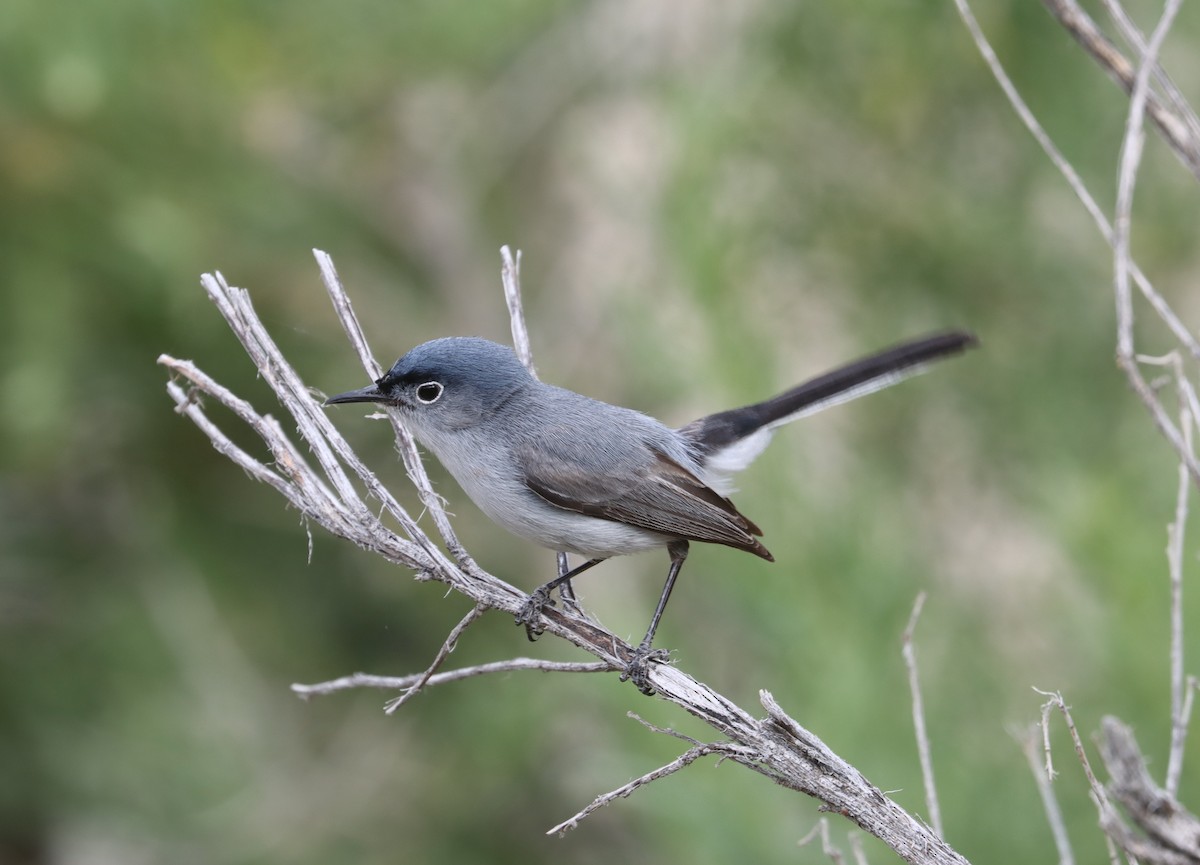 Blue-gray Gnatcatcher - ML455413831
