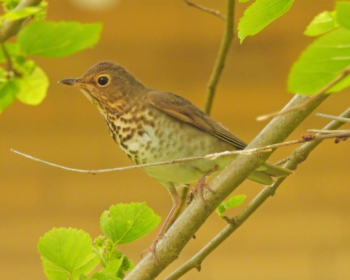 Swainson's Thrush - ML455414001