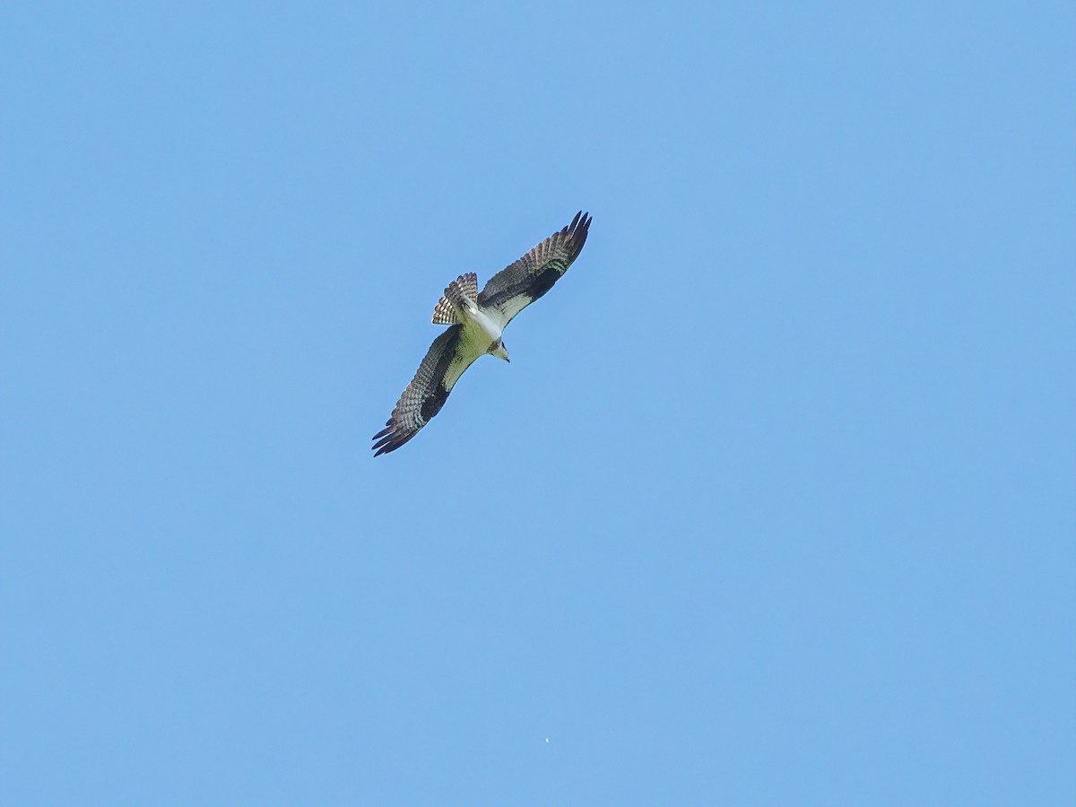 Osprey (carolinensis) - ML455414461