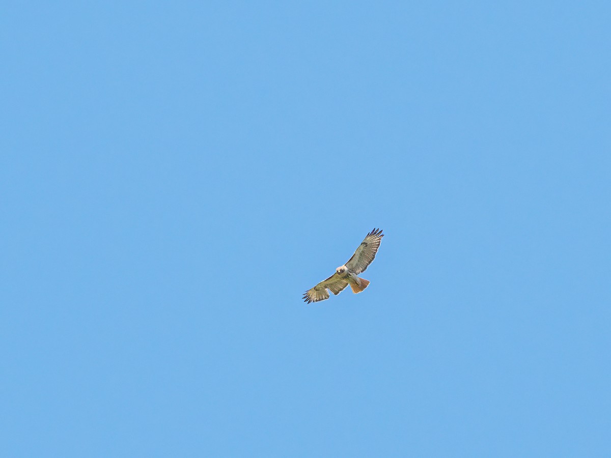 Red-tailed Hawk - ML455414531
