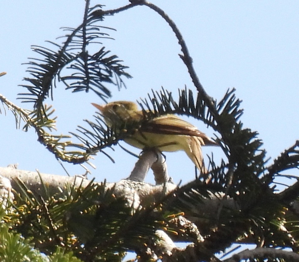 Western Flycatcher (Pacific-slope) - ML455414971