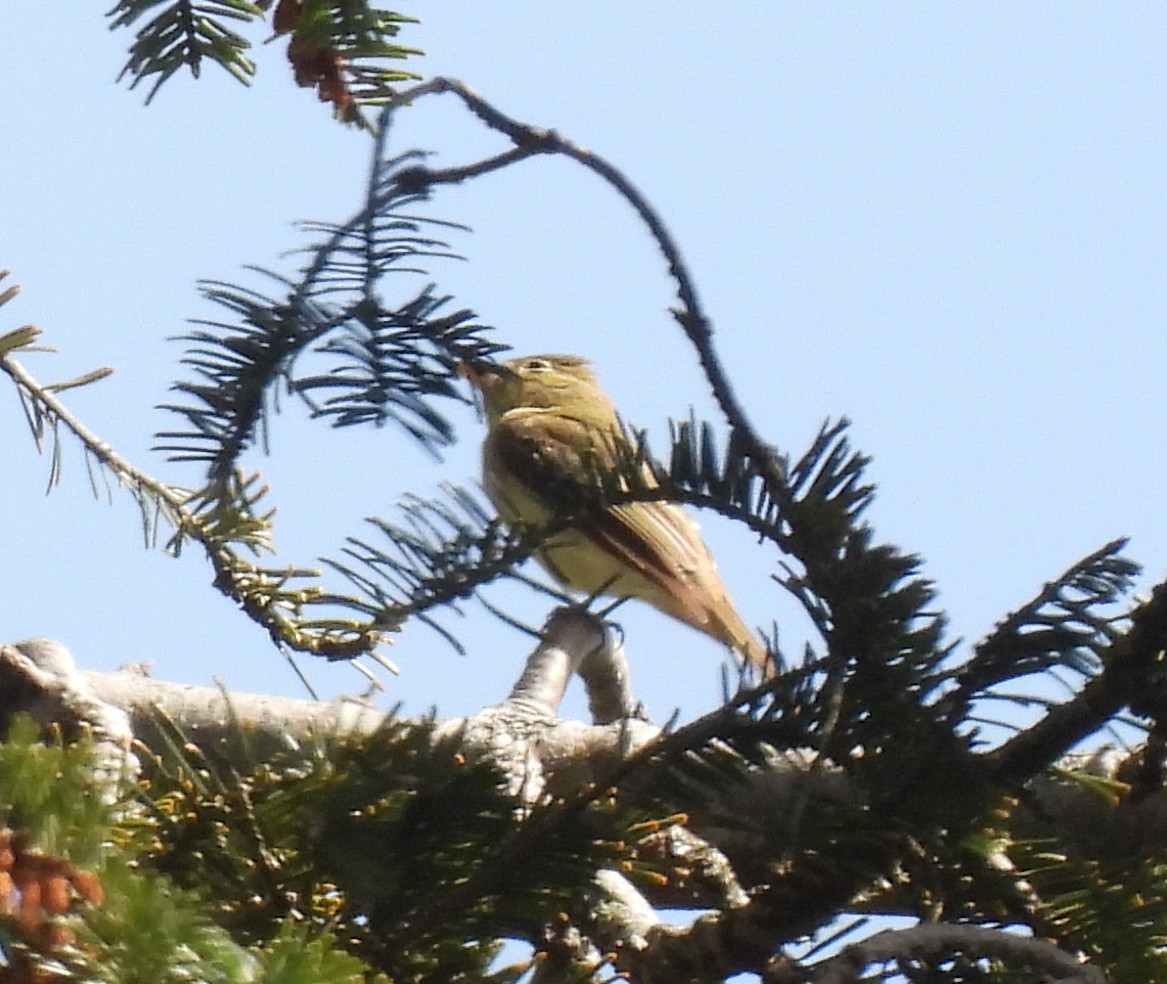 Western Flycatcher (Pacific-slope) - ML455414991