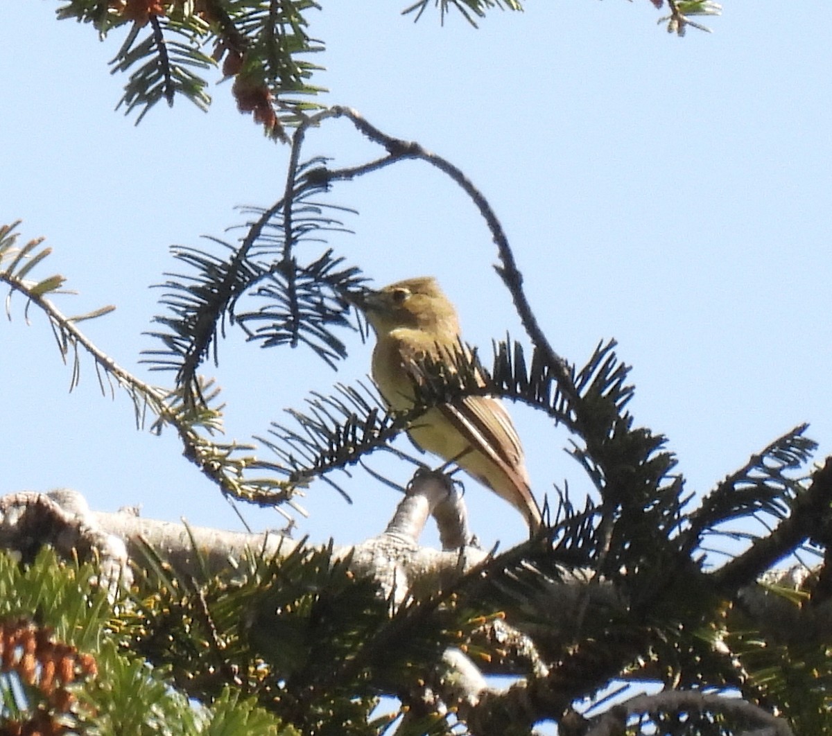 Western Flycatcher (Pacific-slope) - ML455415001
