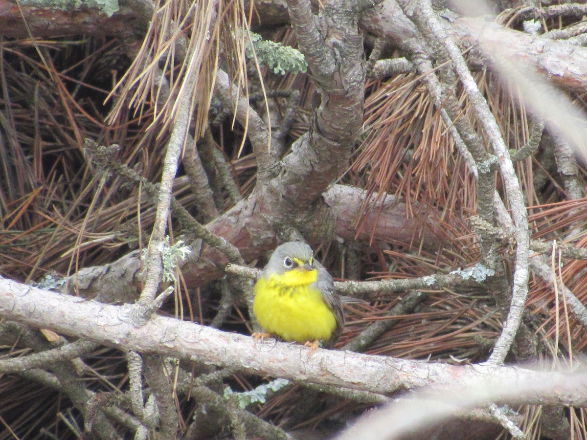 Canada Warbler - Addie Putman