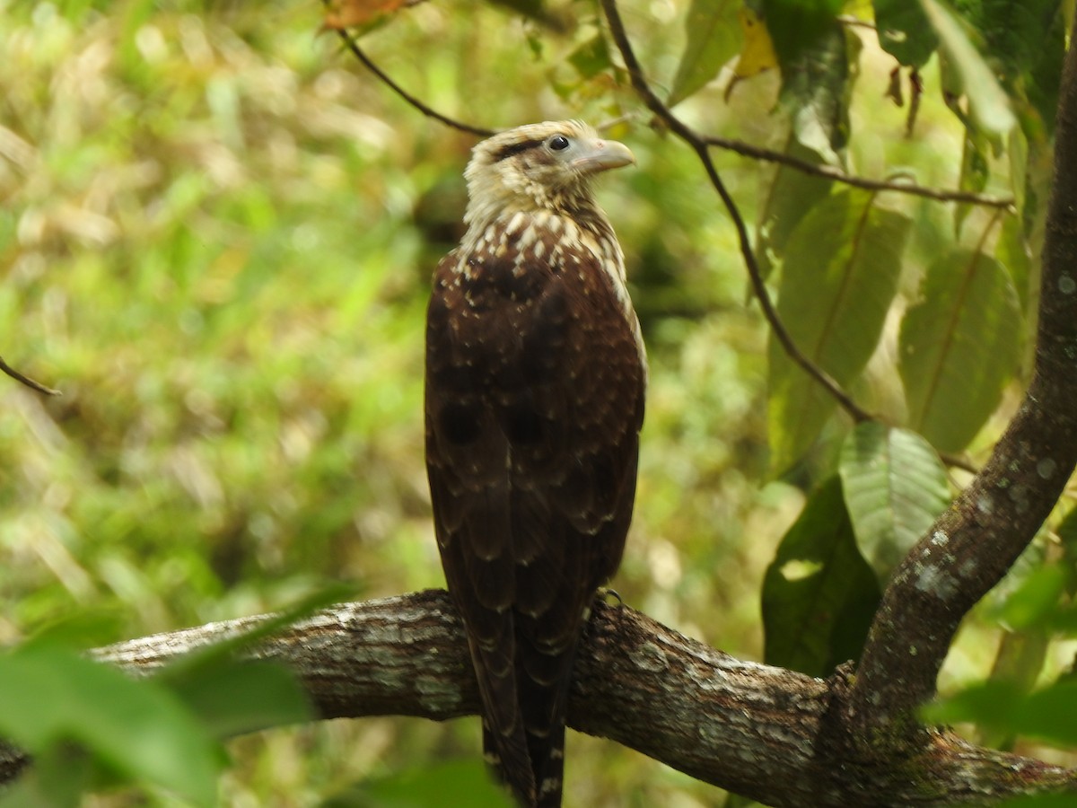 Yellow-headed Caracara - ML455416961
