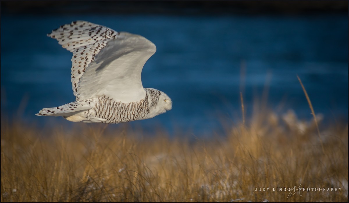 Snowy Owl - ML45541711