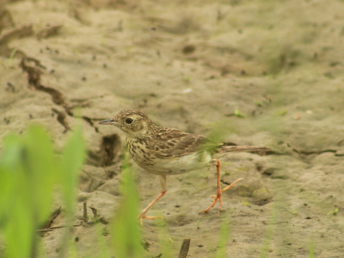 Yellowish Pipit - ML455417711