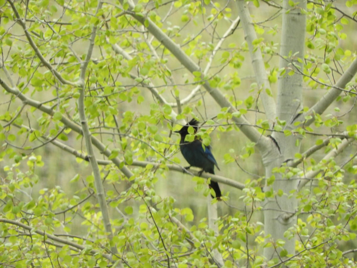 Steller's Jay - ML455418011