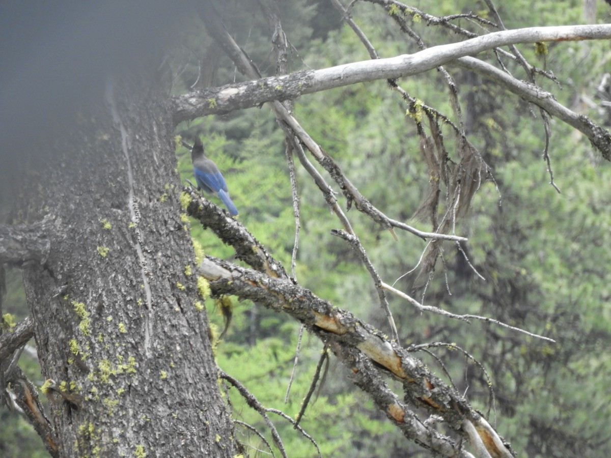 Steller's Jay - ML455418021