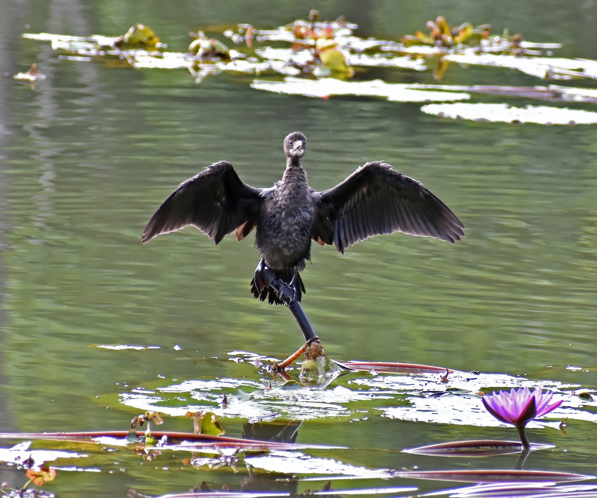 Little Cormorant - Kausthubh K Nair