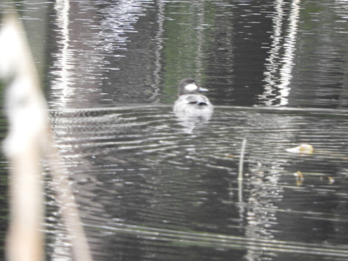 Bufflehead - ML455418351