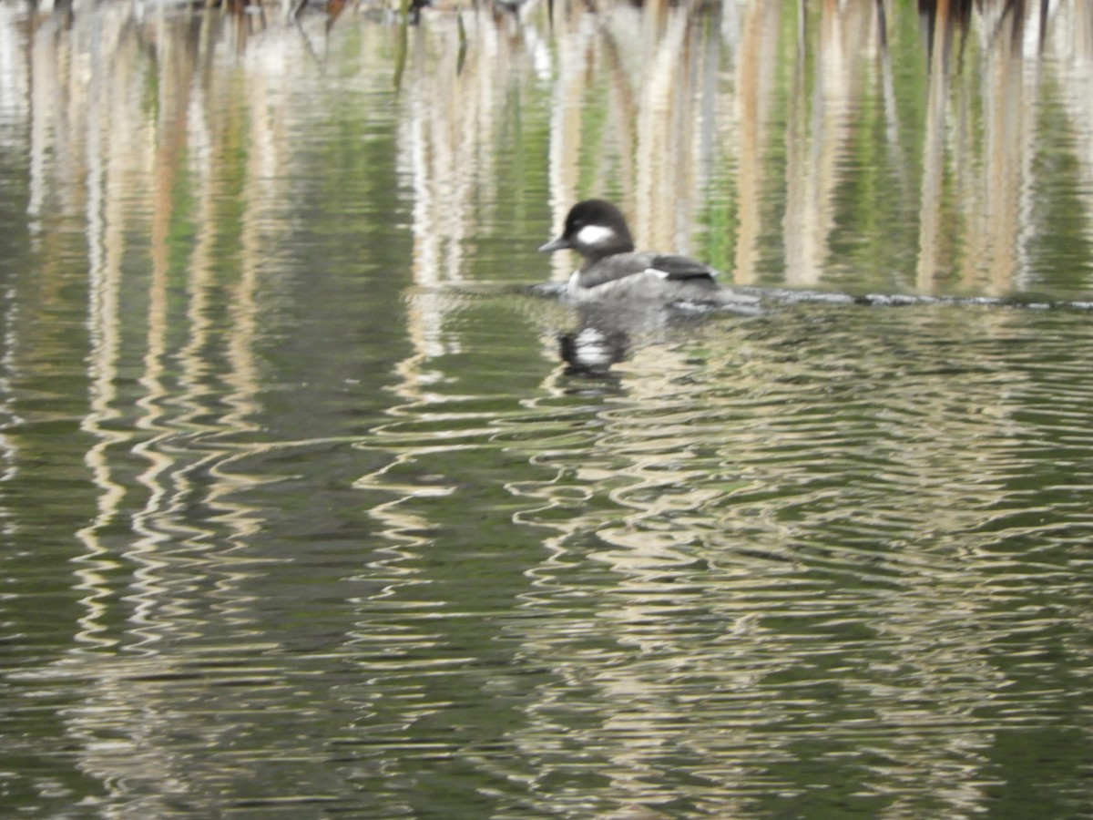 Bufflehead - Brynn Brons