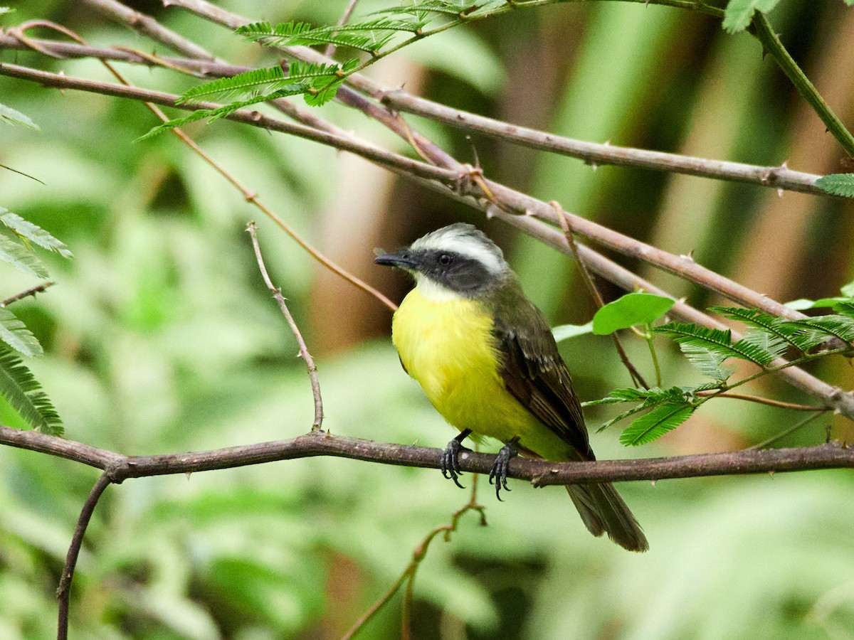 Gray-capped Flycatcher - ML455419351