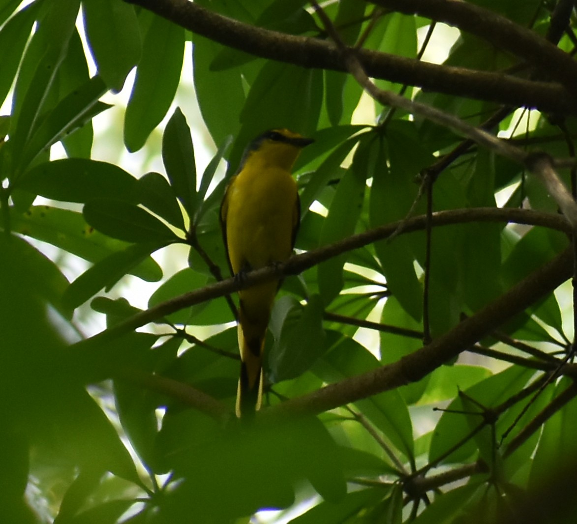 Orange Minivet - ML455419741