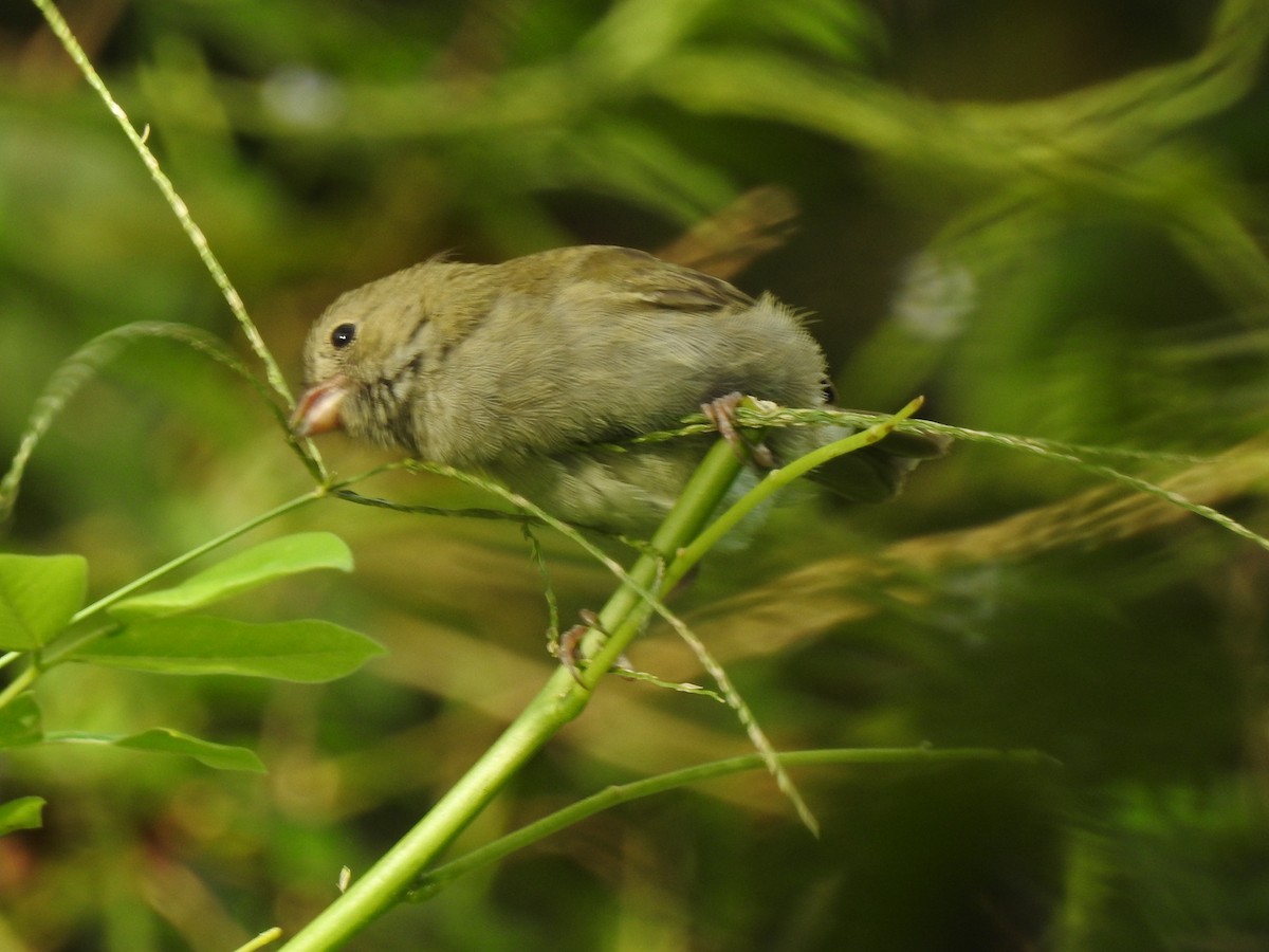 Black-faced Grassquit - ML455419891
