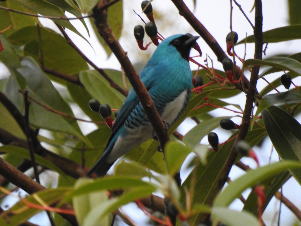 Swallow Tanager - ML455420241