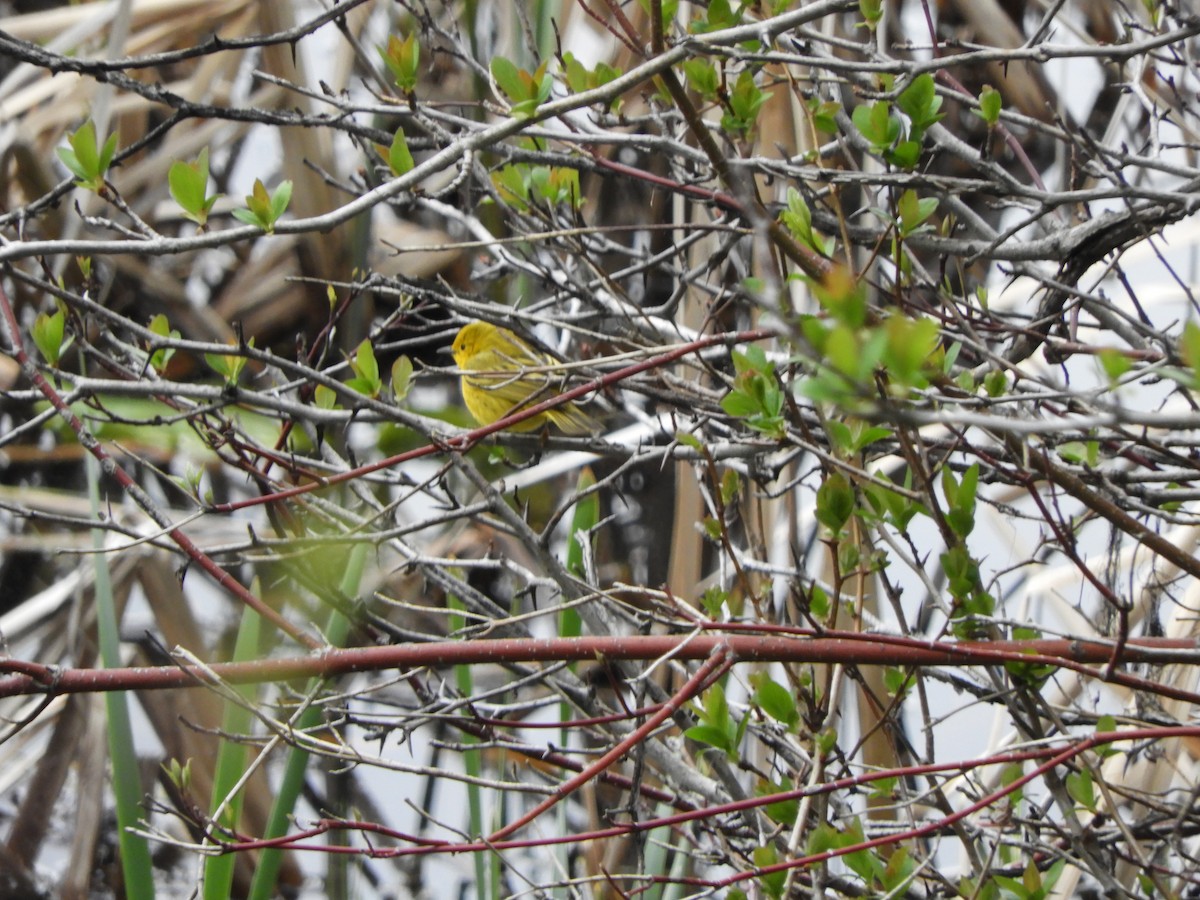 Yellow Warbler - Brynn Brons