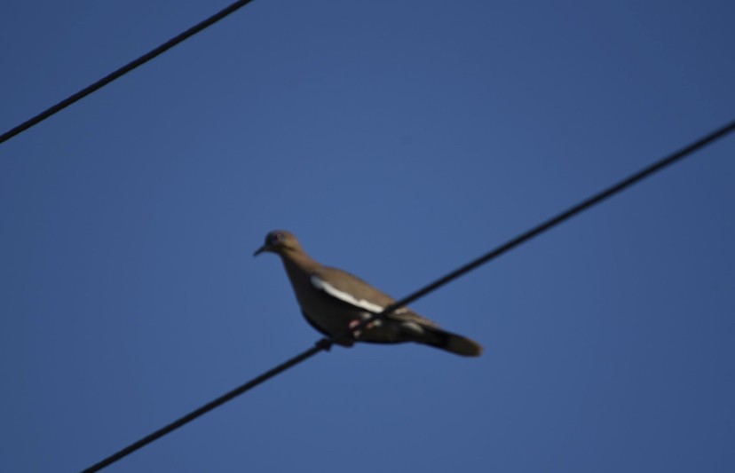 White-winged Dove - ML455421701