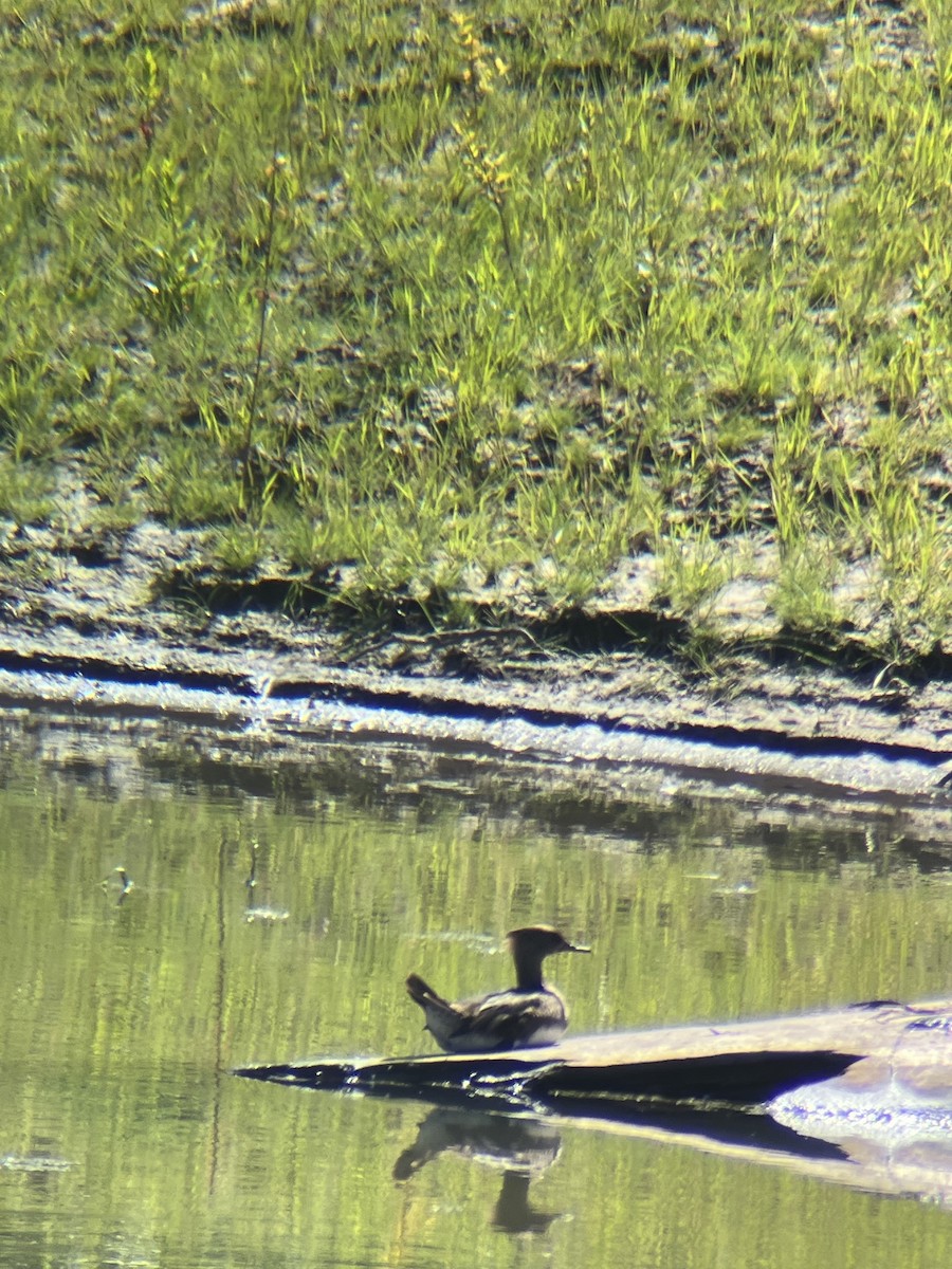 Hooded Merganser - ML455421781