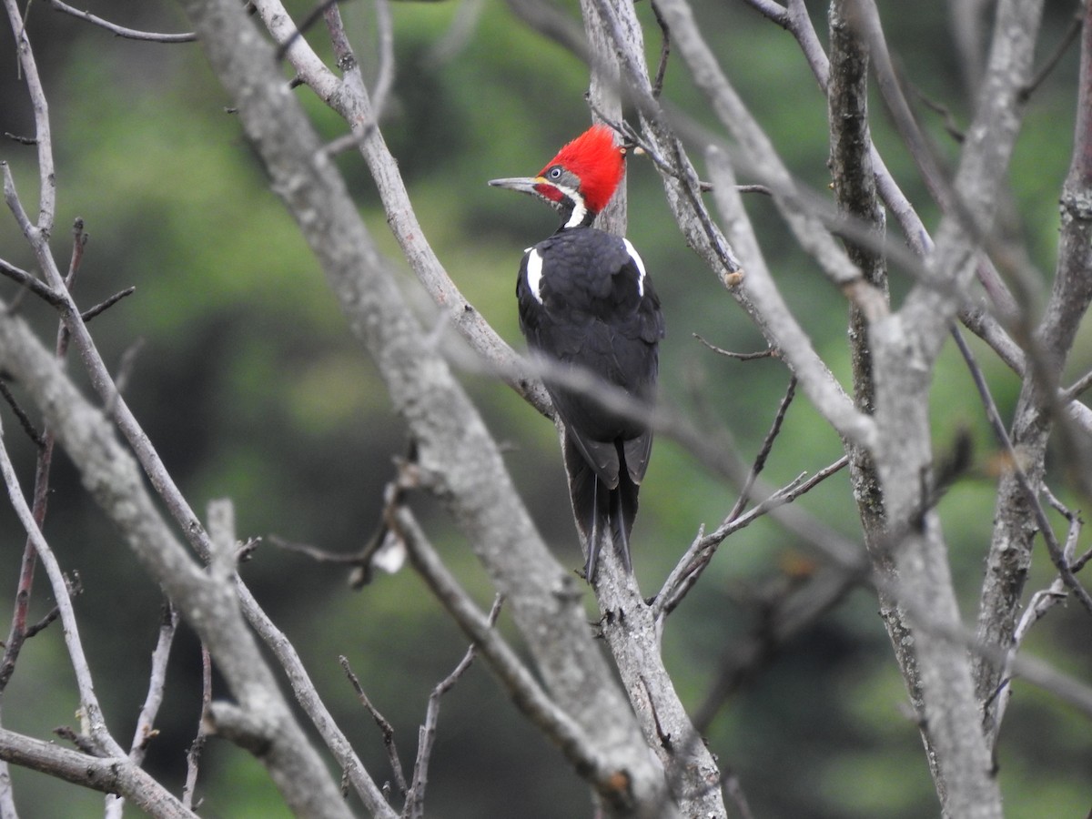 Lineated Woodpecker - ML455421941