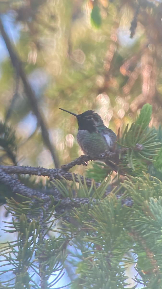 Colibrí de Anna - ML455423231