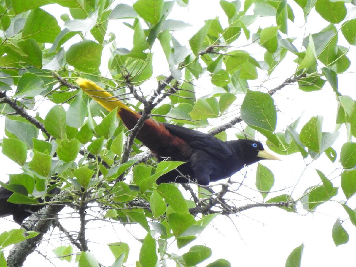 Crested Oropendola - ML455423471
