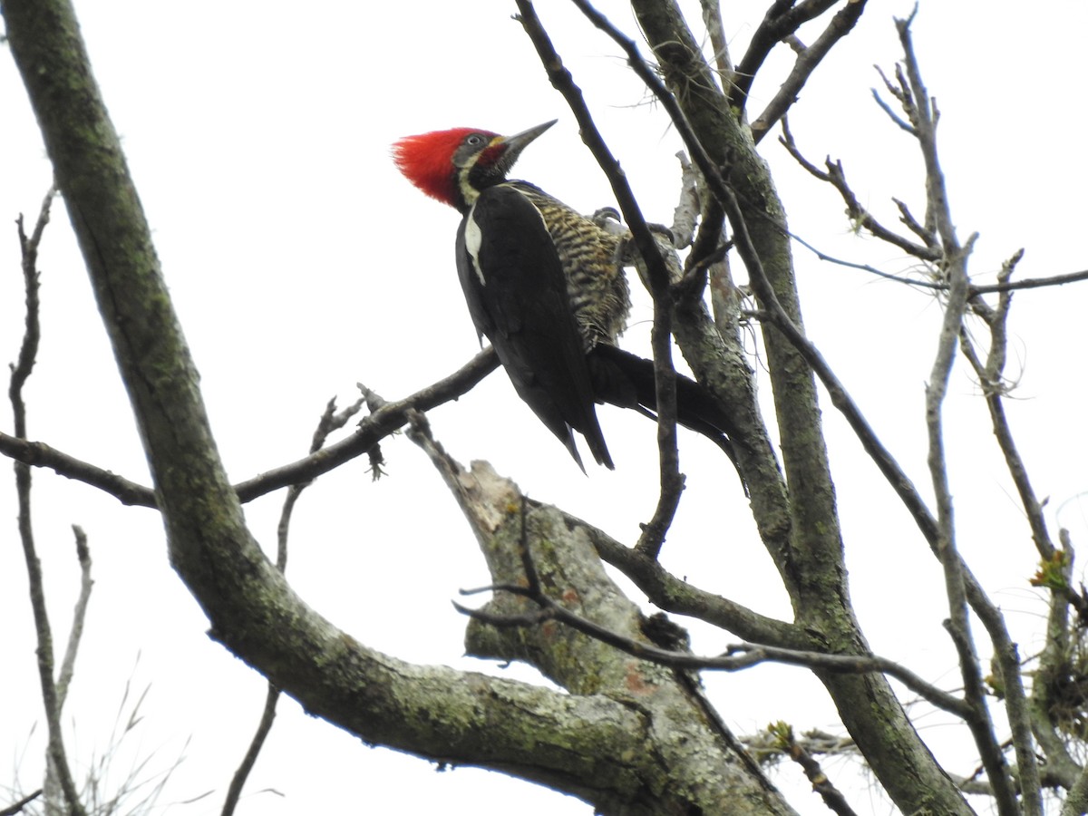Lineated Woodpecker - ML455423501