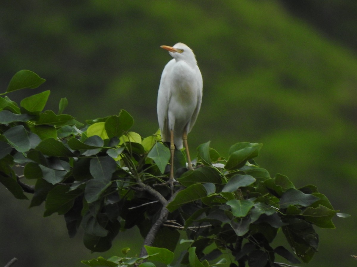 Western Cattle-Egret - ML455423671
