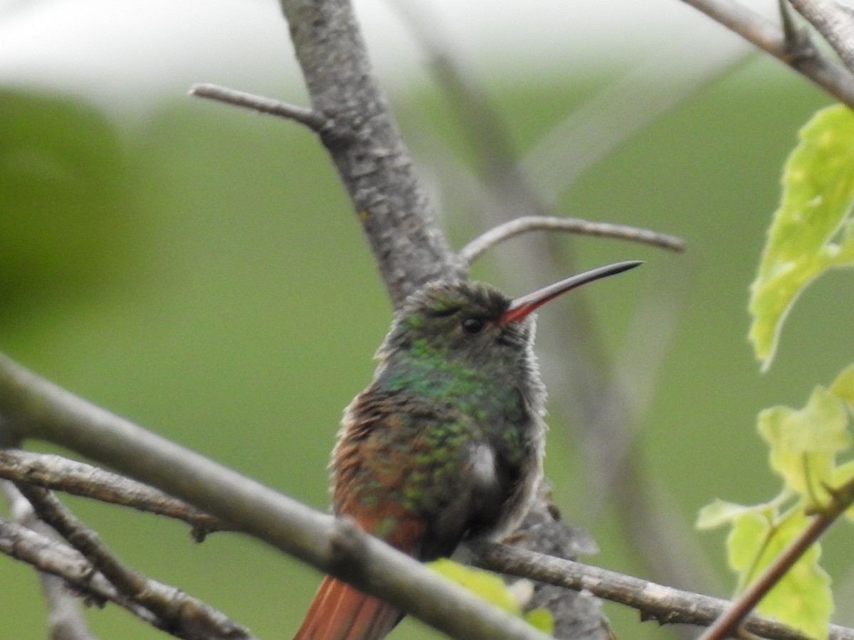 Rufous-tailed Hummingbird - Brayan Danobis Medina Aldana