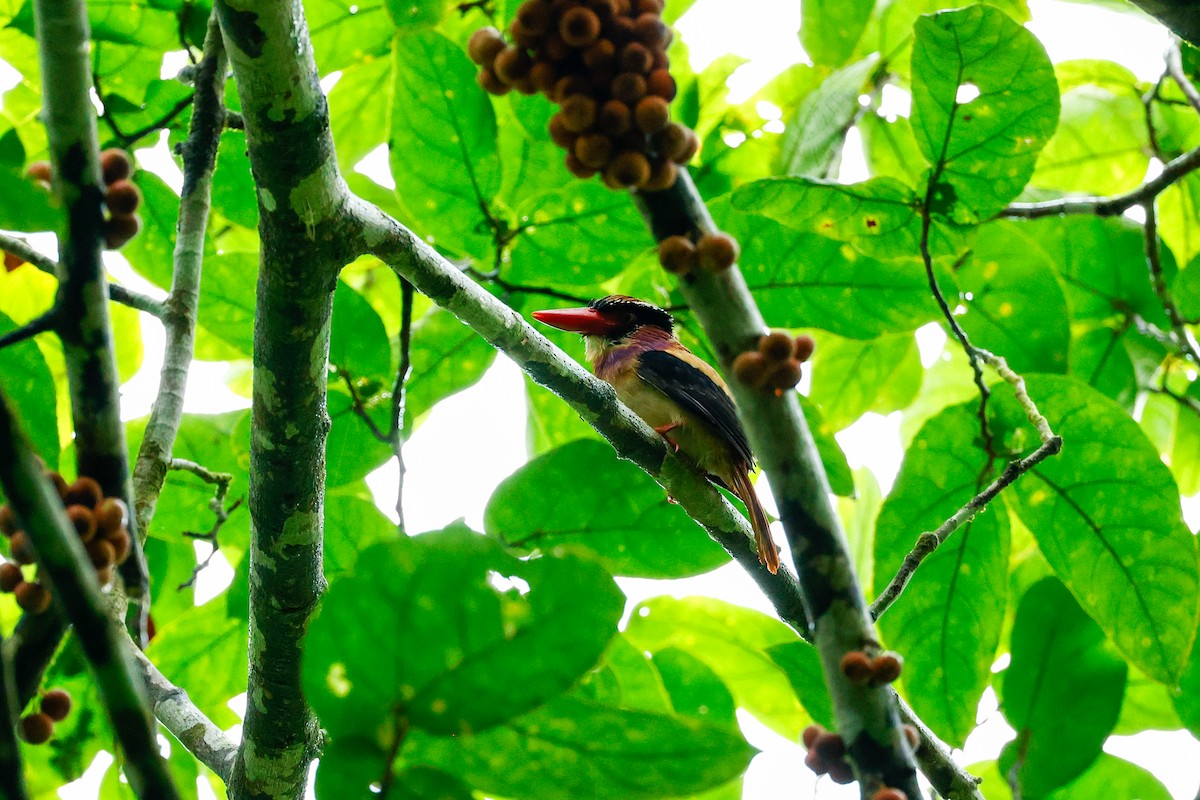 Sangihe Lilac Kingfisher - ML455424101