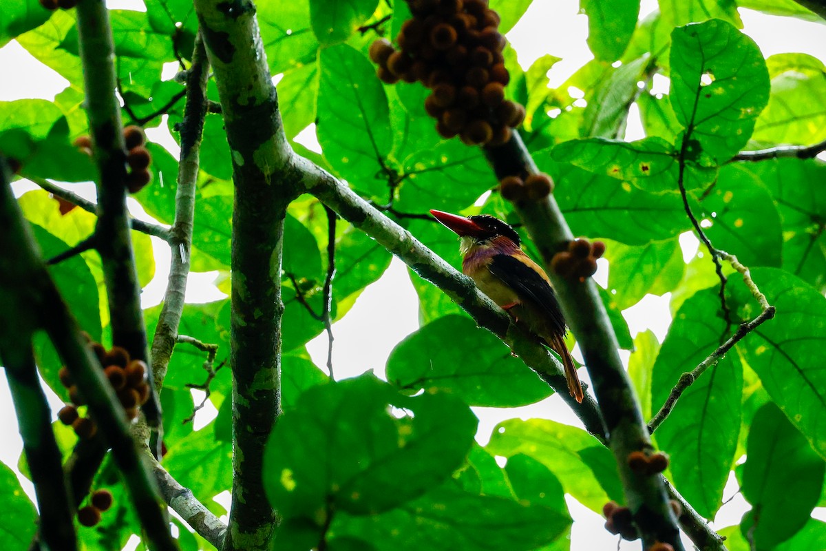 Sangihe Lilac Kingfisher - ML455424131