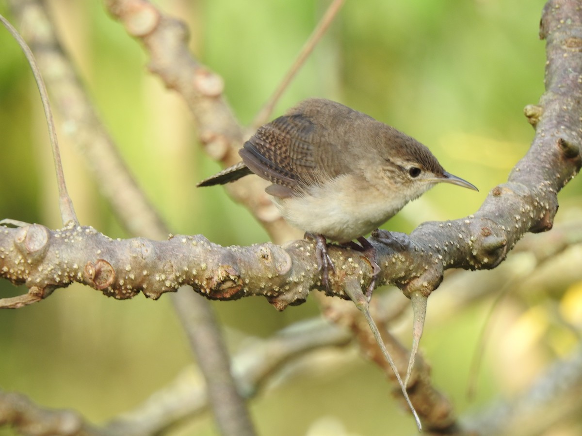 Southern House Wren - ML455424431