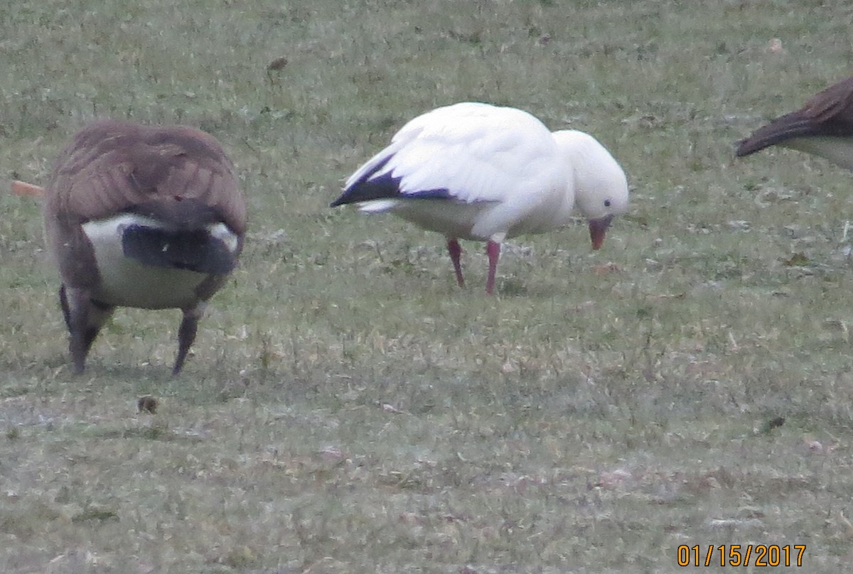 Ross's Goose - ML45542581