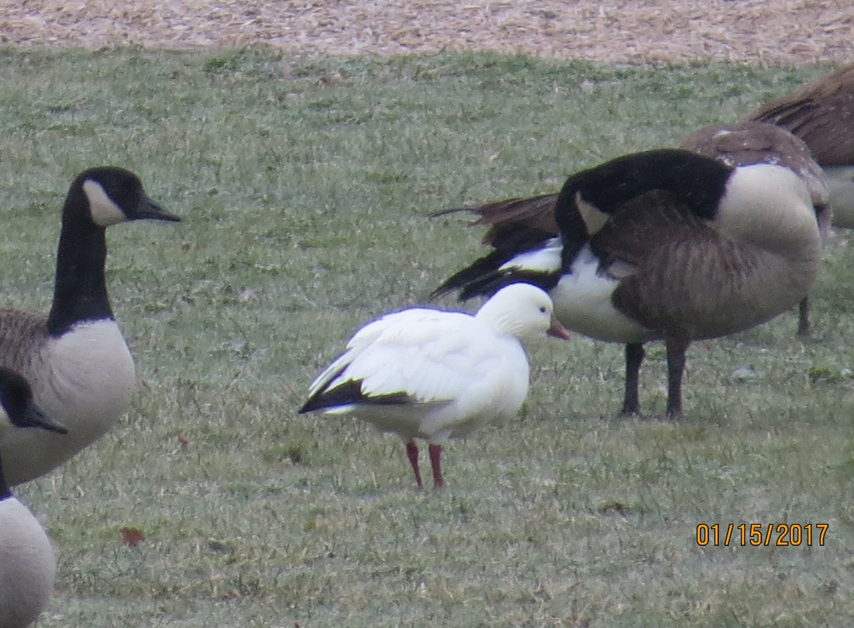 Ross's Goose - ML45542591