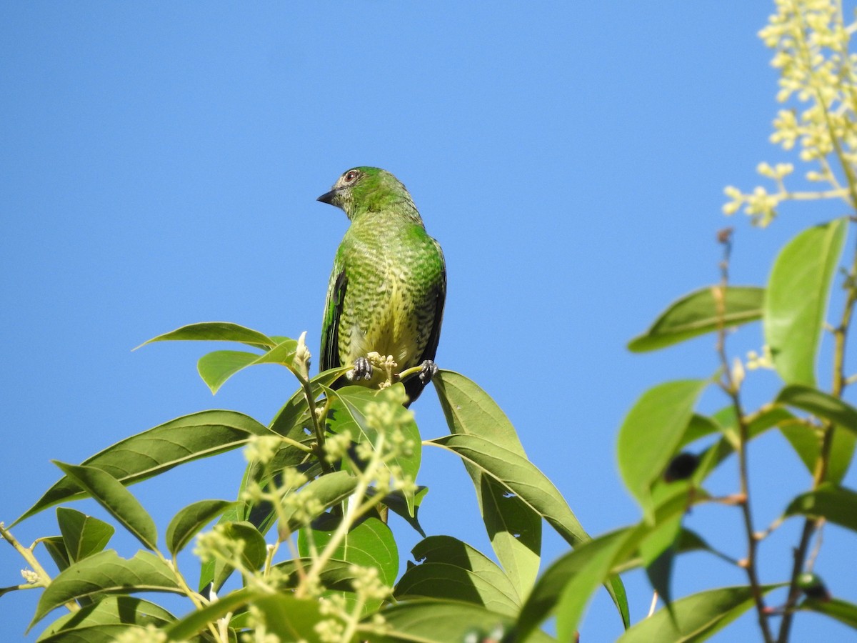 Swallow Tanager - ML455426391