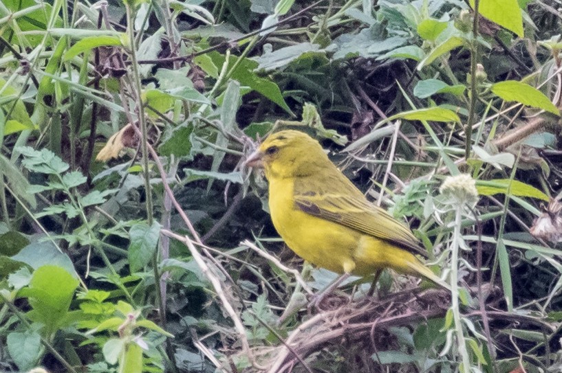 Brimstone Canary - ML455426511